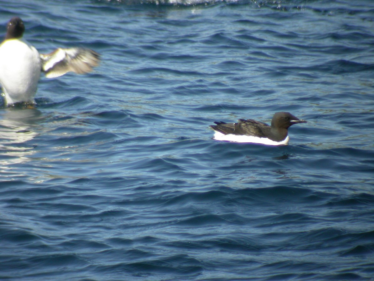 Толстоклювая кайра - ML644033803