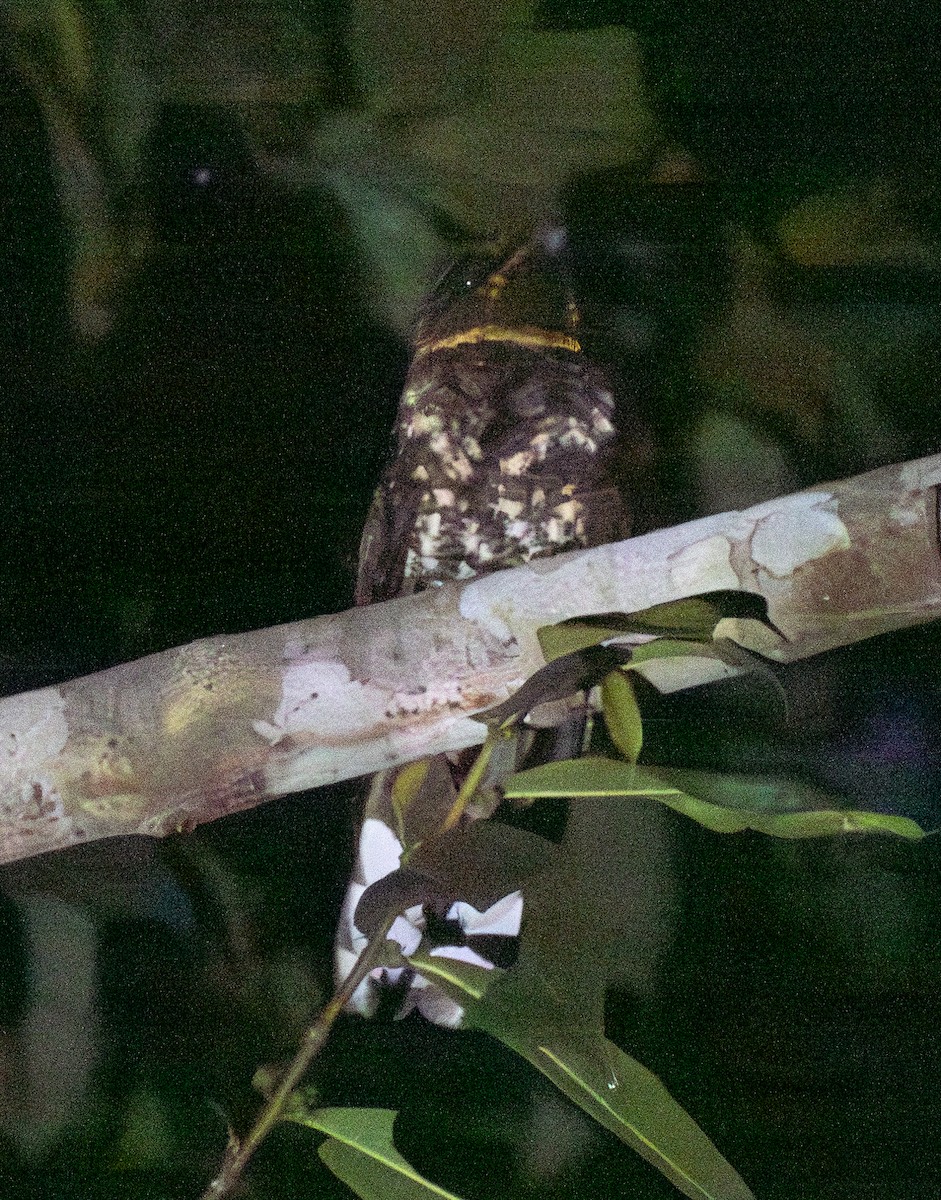 Поту довгохвостий - ML644033805