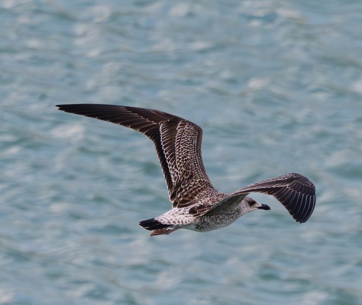 Бэсрэг цахлай - ML644033811