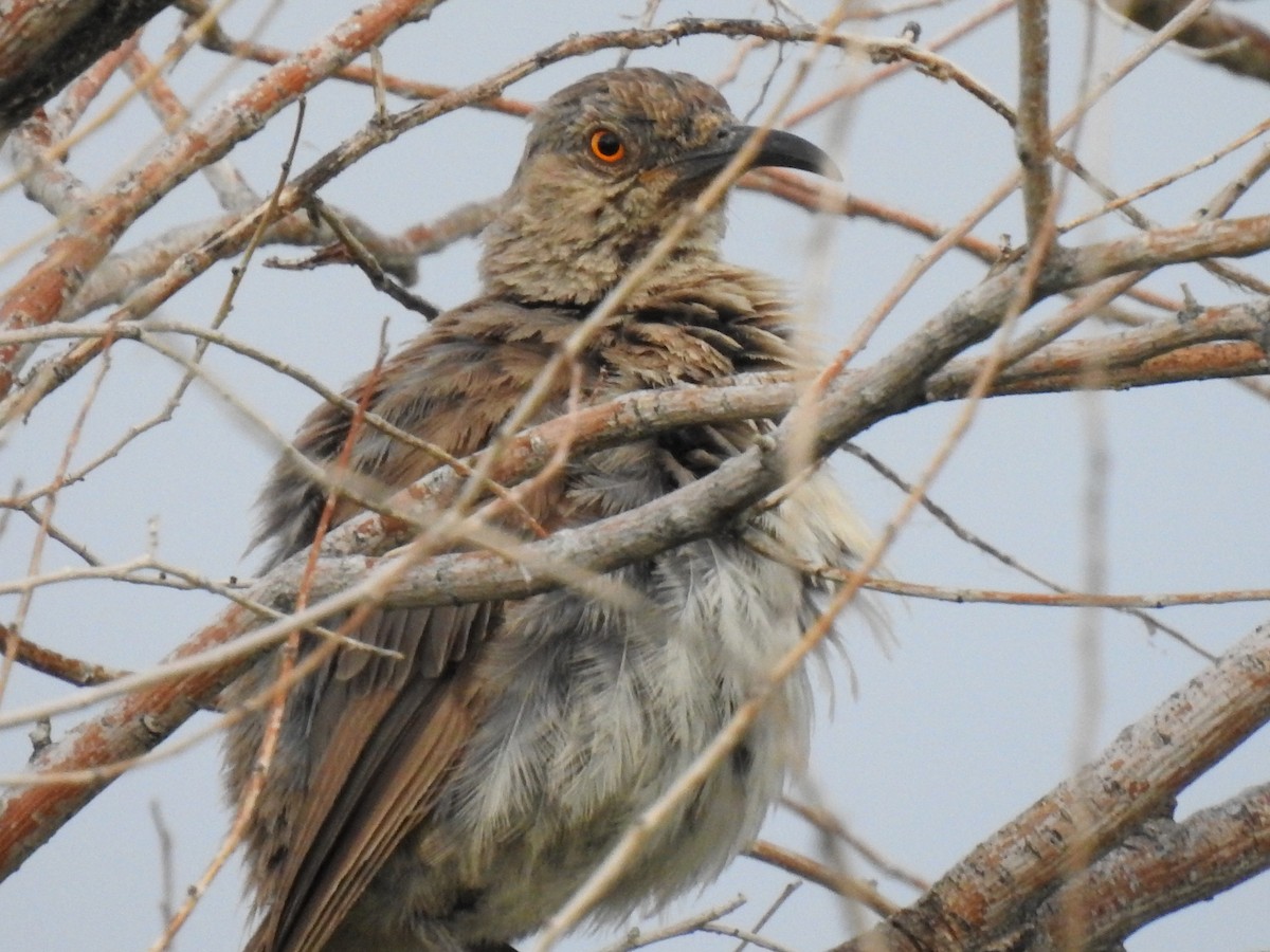 Curve-billed Thrasher - ML644033819