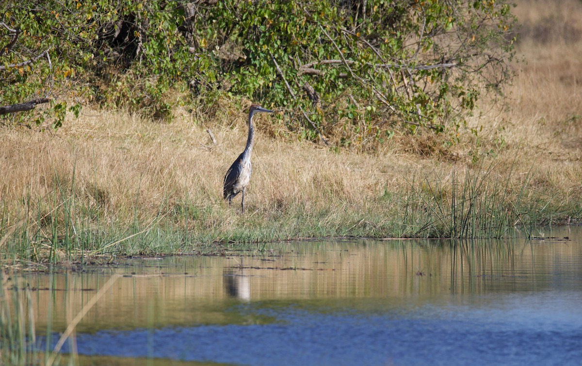 Goliath Heron - ML644033820