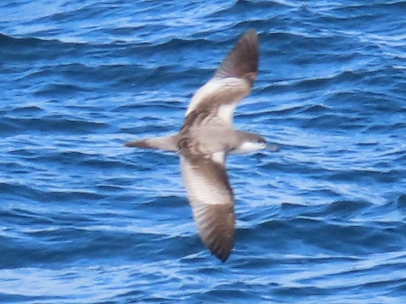 Buller's Shearwater - ML644033826
