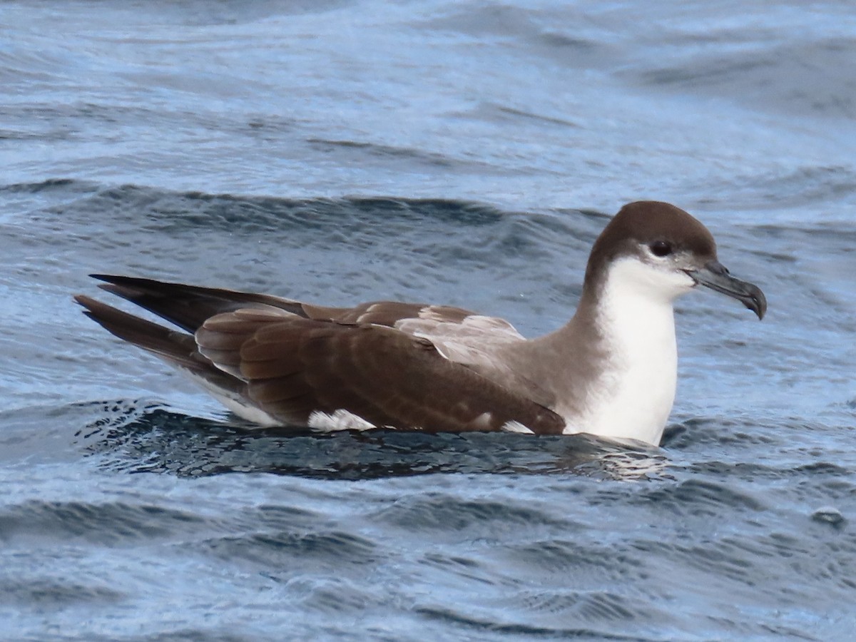 Buller's Shearwater - ML644033827