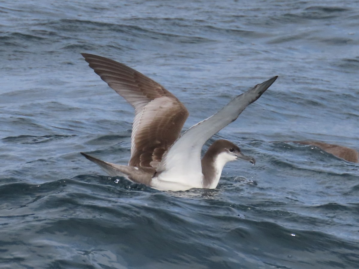 Buller's Shearwater - ML644033828