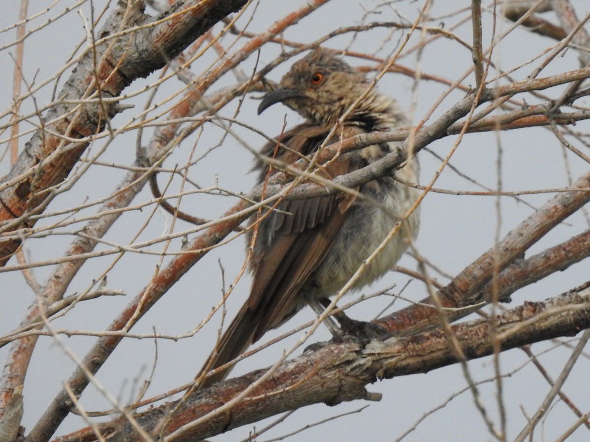 Curve-billed Thrasher - ML644033832