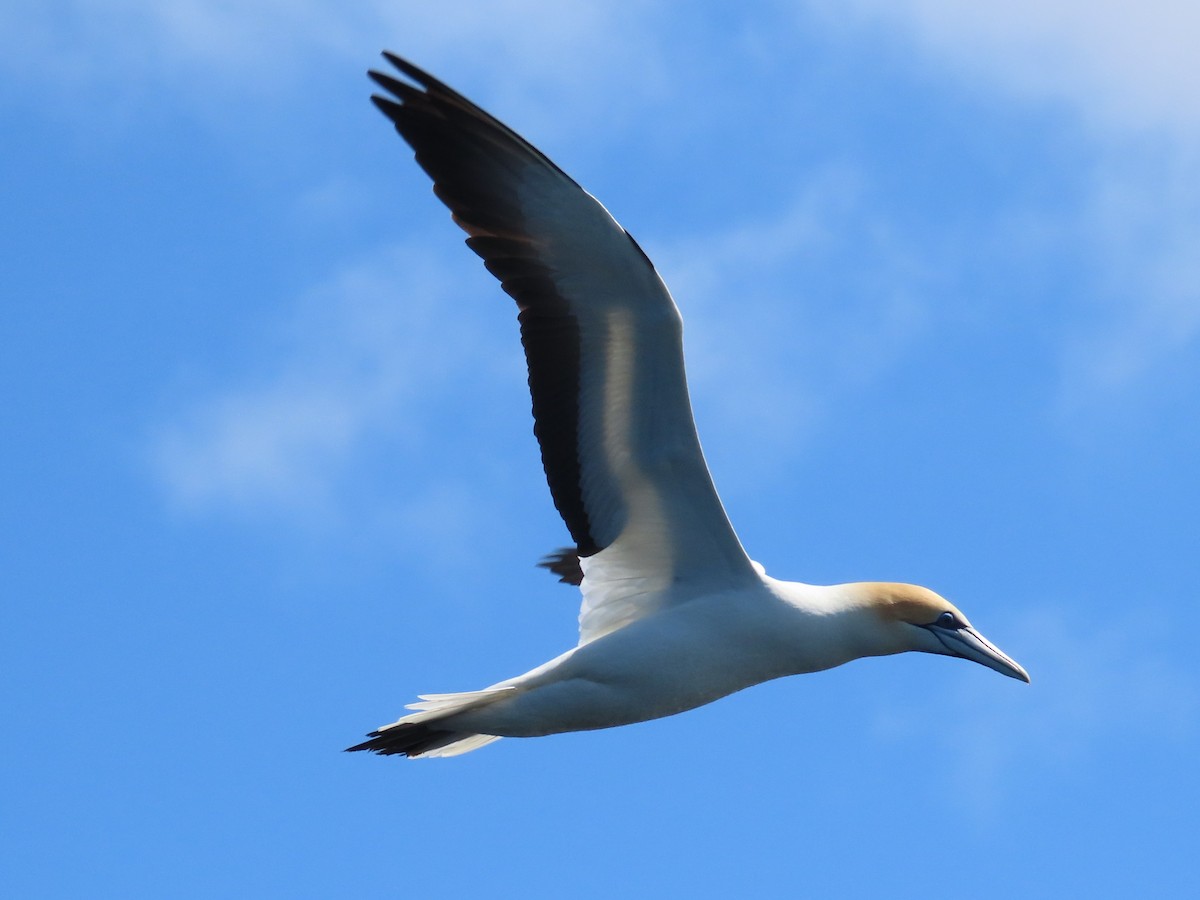 Australasian Gannet - ML644033853