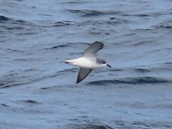 Cook's Petrel - ML644033903