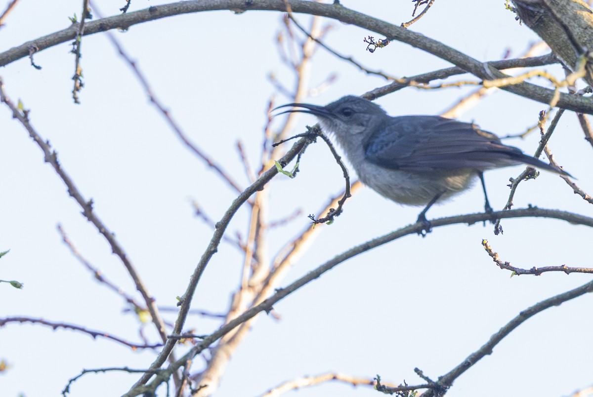 Suimanga Ratonil - ML644033905