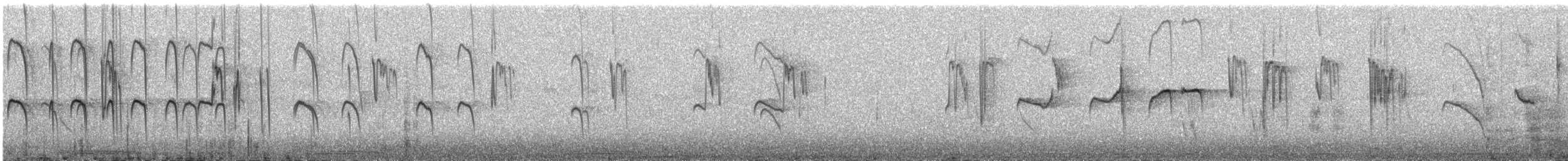 Colibri géant - ML644033924