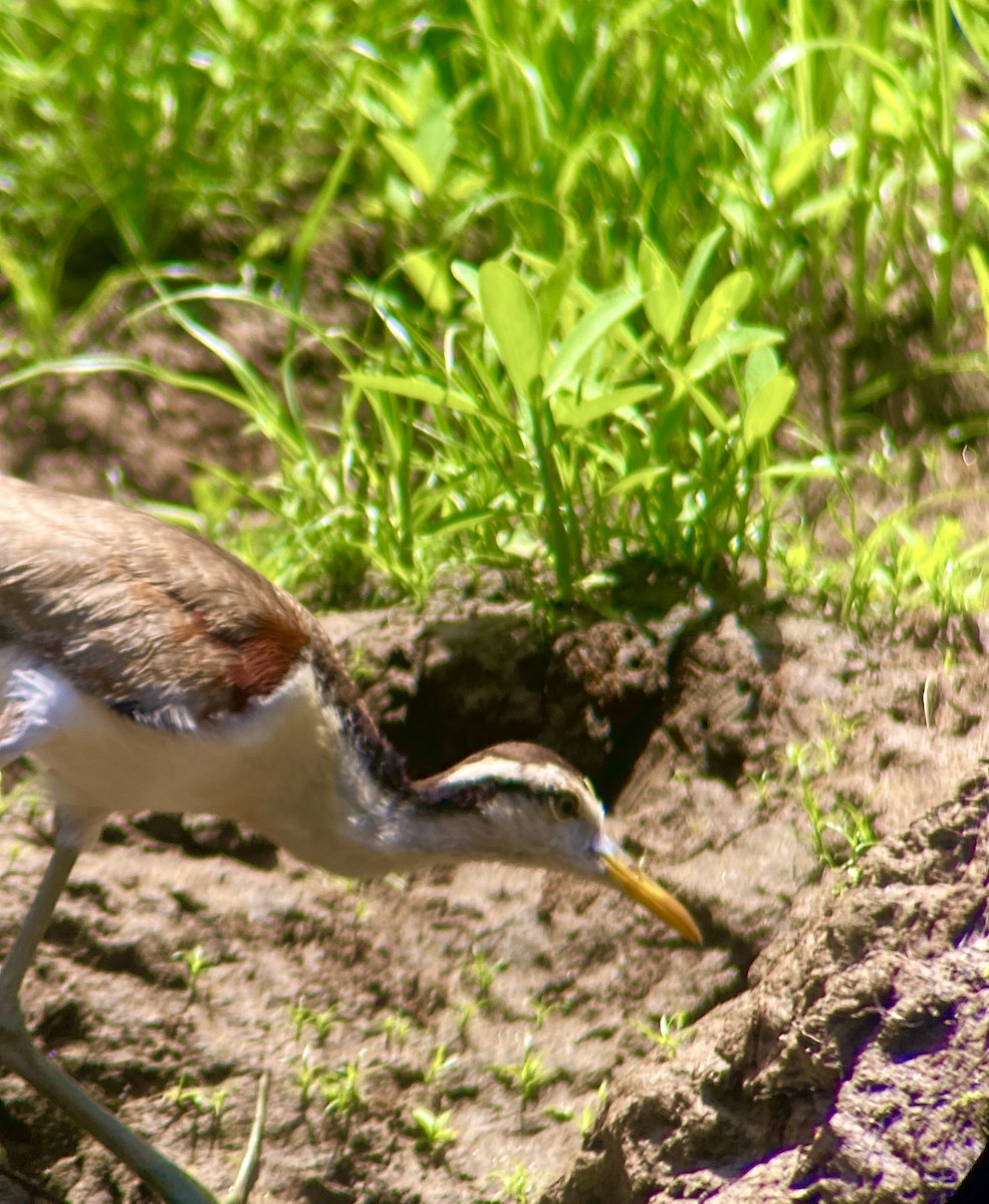 Northern Jacana - ML644033942