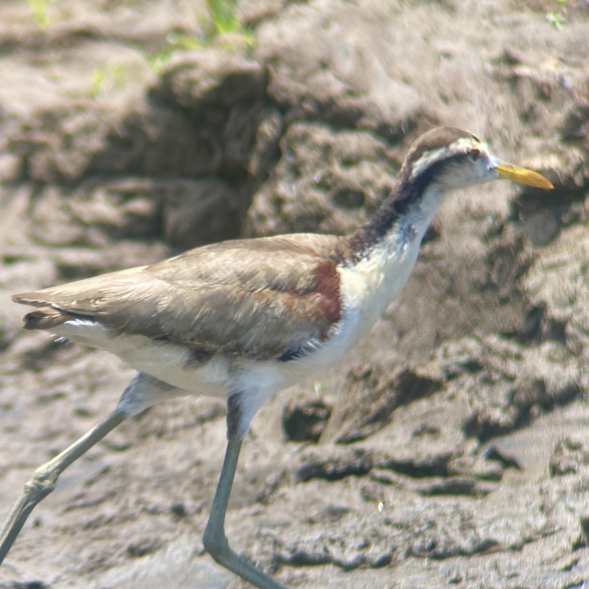 Northern Jacana - ML644033943