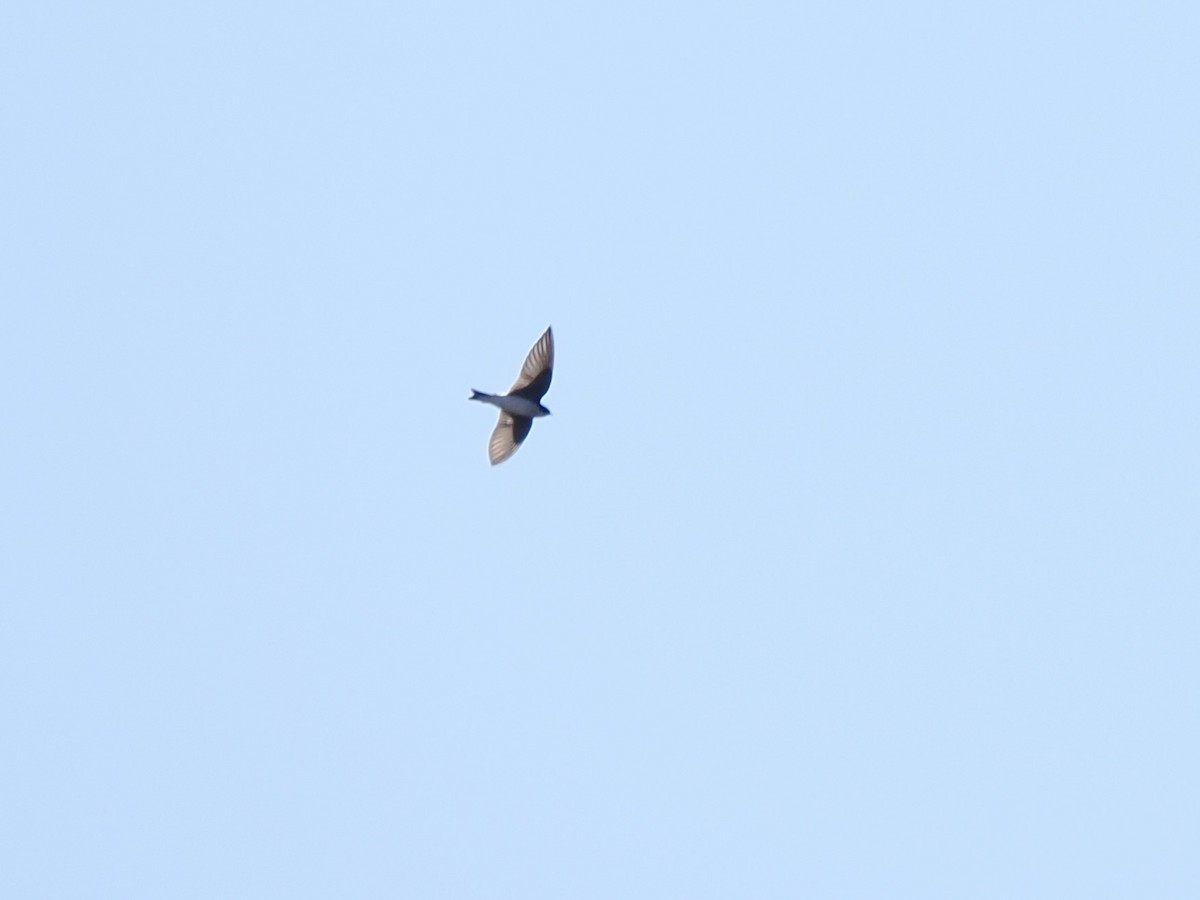 Tree Swallow - ML644033972