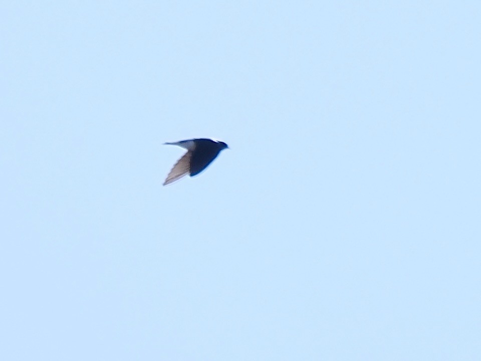 Tree Swallow - ML644033973