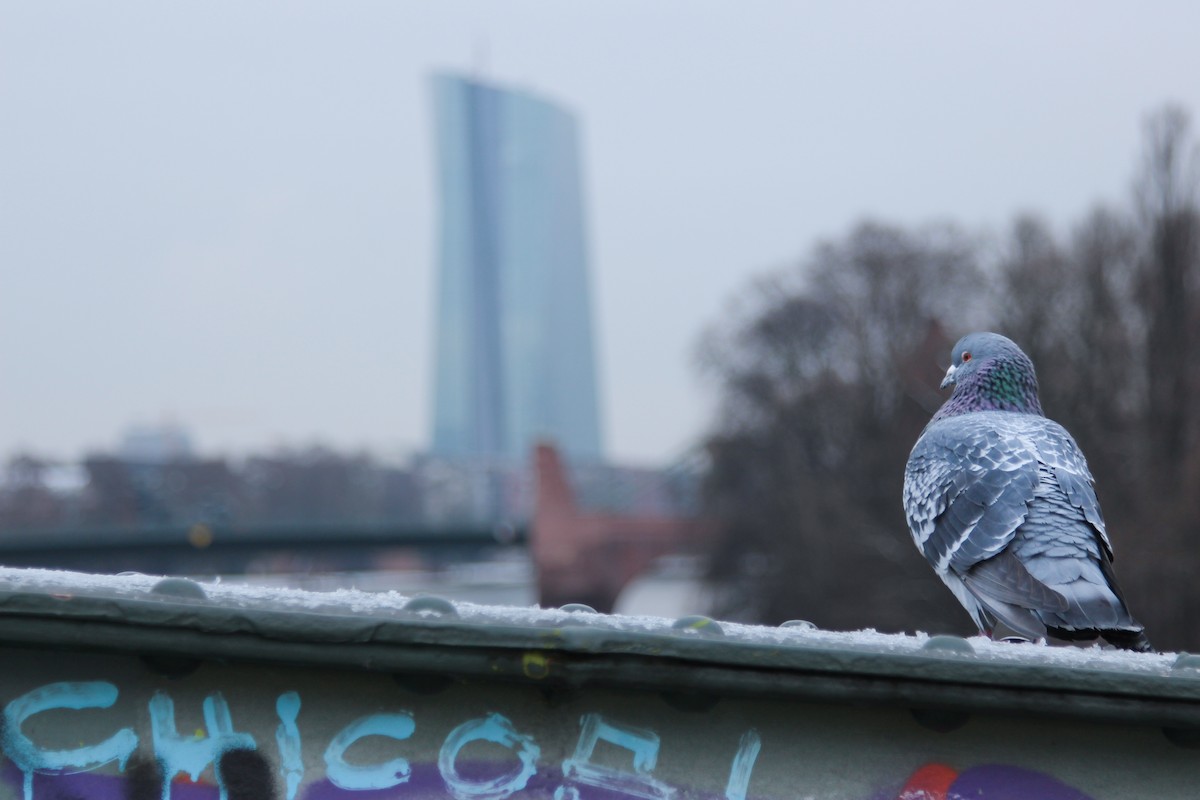 Felsentaube (Straßentaube) - ML644033978