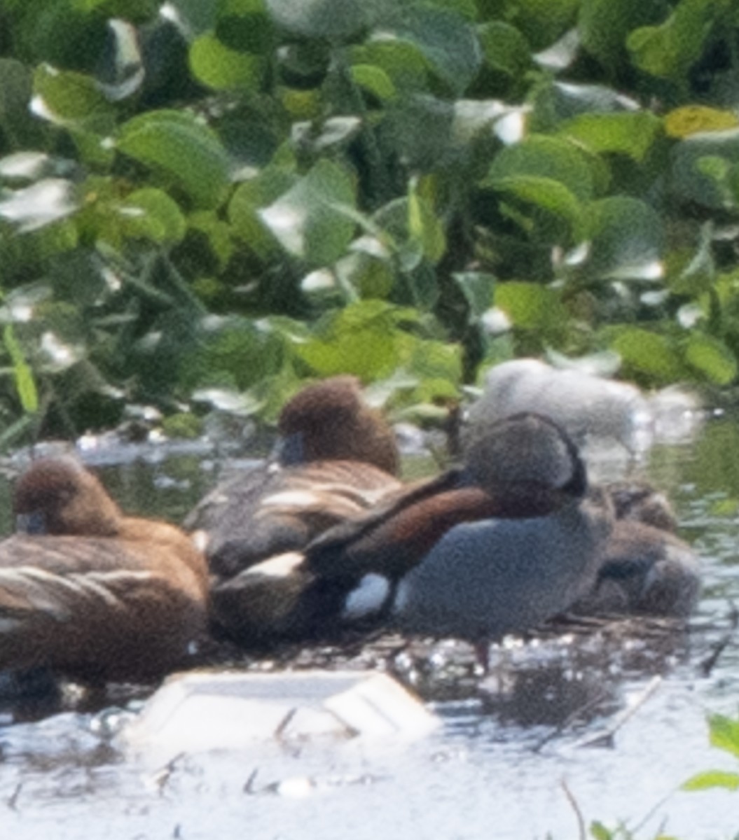 Rotschulterente - ML644033995