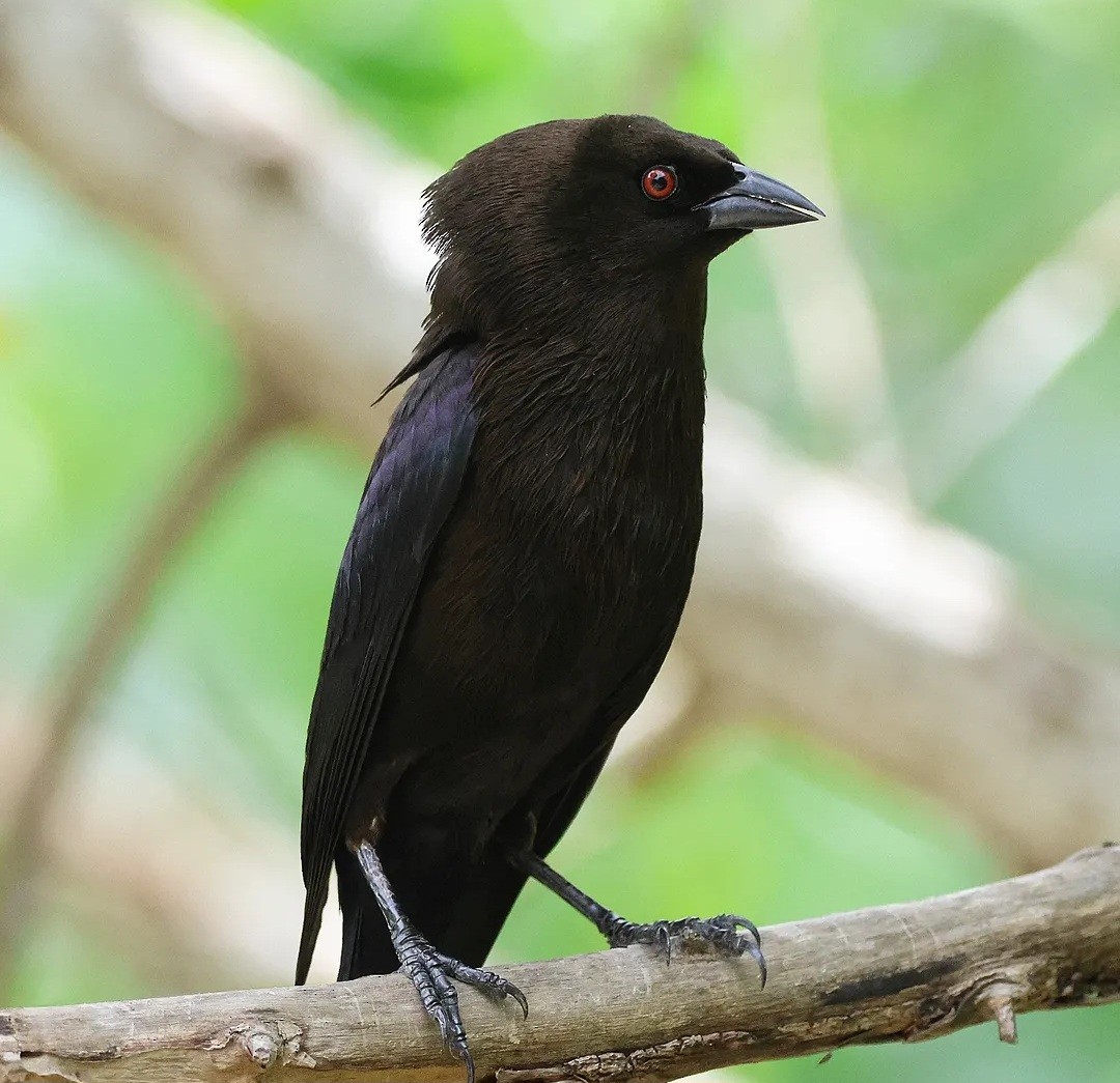 Bronzed Cowbird - ML644034000