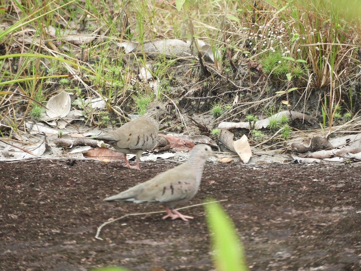 Common Ground Dove - ML644034017