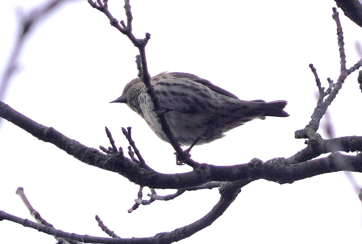 Pine Siskin - ML644034022