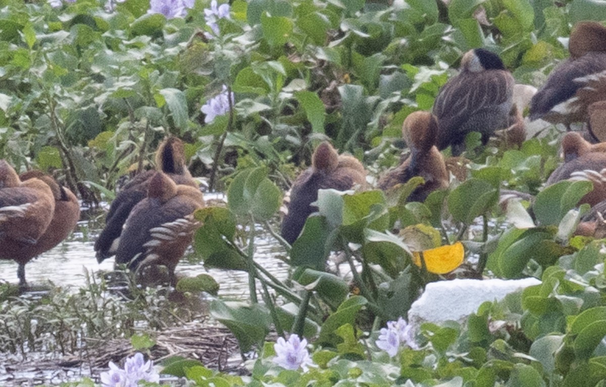 Fulvous Whistling-Duck - ML644034023