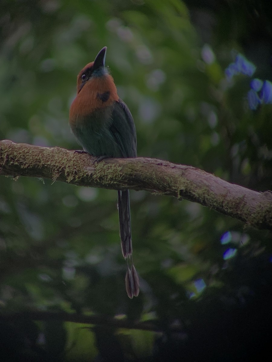 Broad-billed Motmot - ML644034027