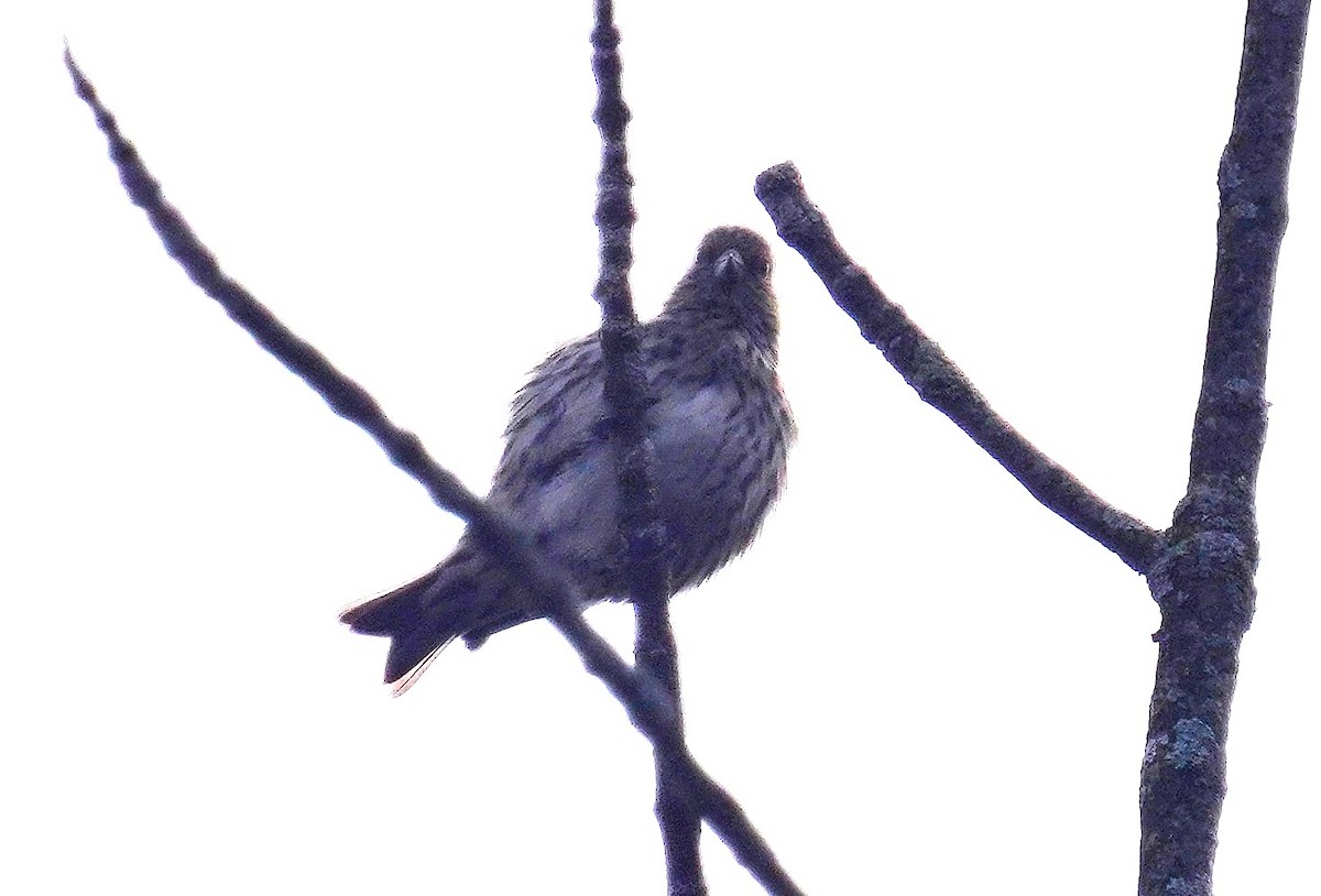 Pine Siskin - ML644034030