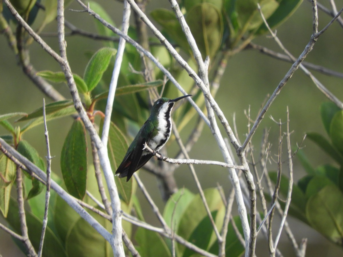 Black-throated Mango - ML644034034