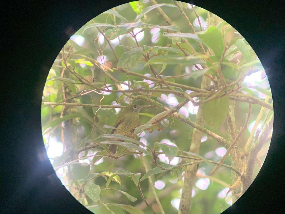 Tyranneau à bec court - ML644034050