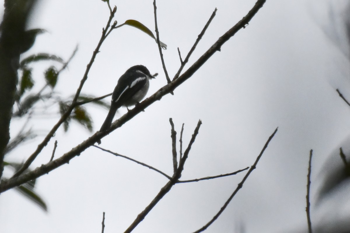 Bar-winged Flycatcher-shrike - ML644034060
