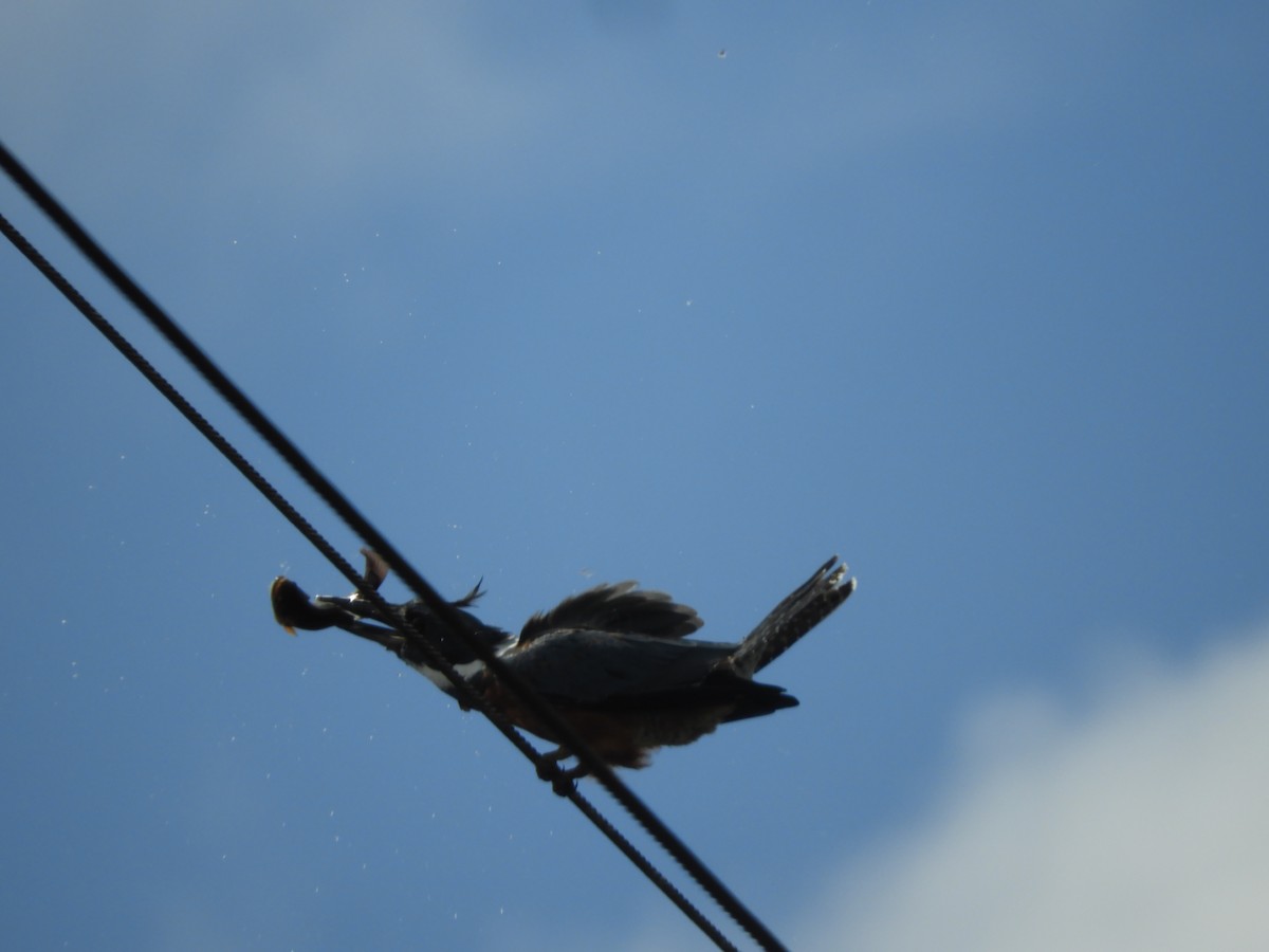 Ringed Kingfisher - ML644034094