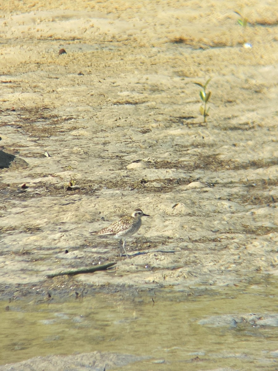 Pacific Golden-Plover - ML644034096