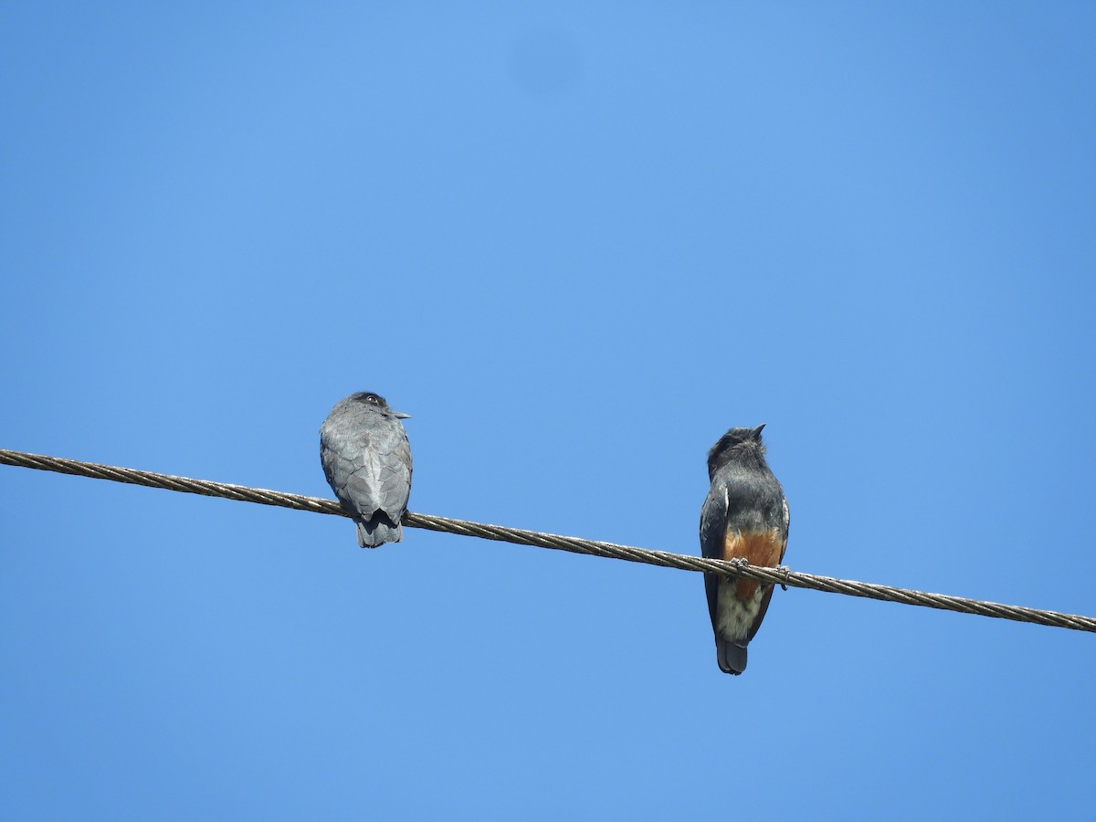 Swallow-winged Puffbird - ML644034099