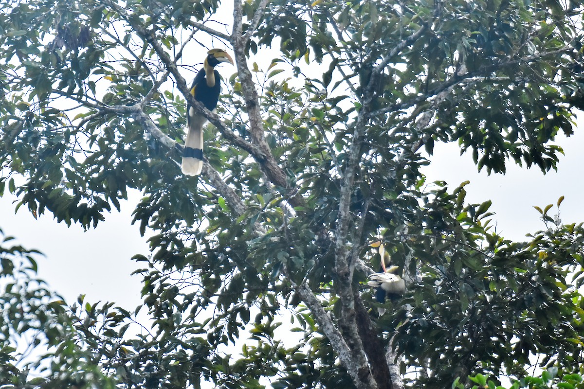 Great Hornbill - ML644034108