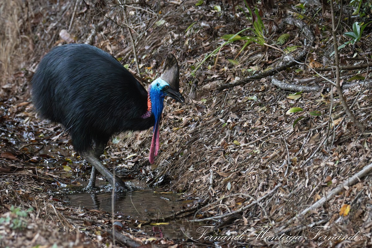 Southern Cassowary - ML644034111