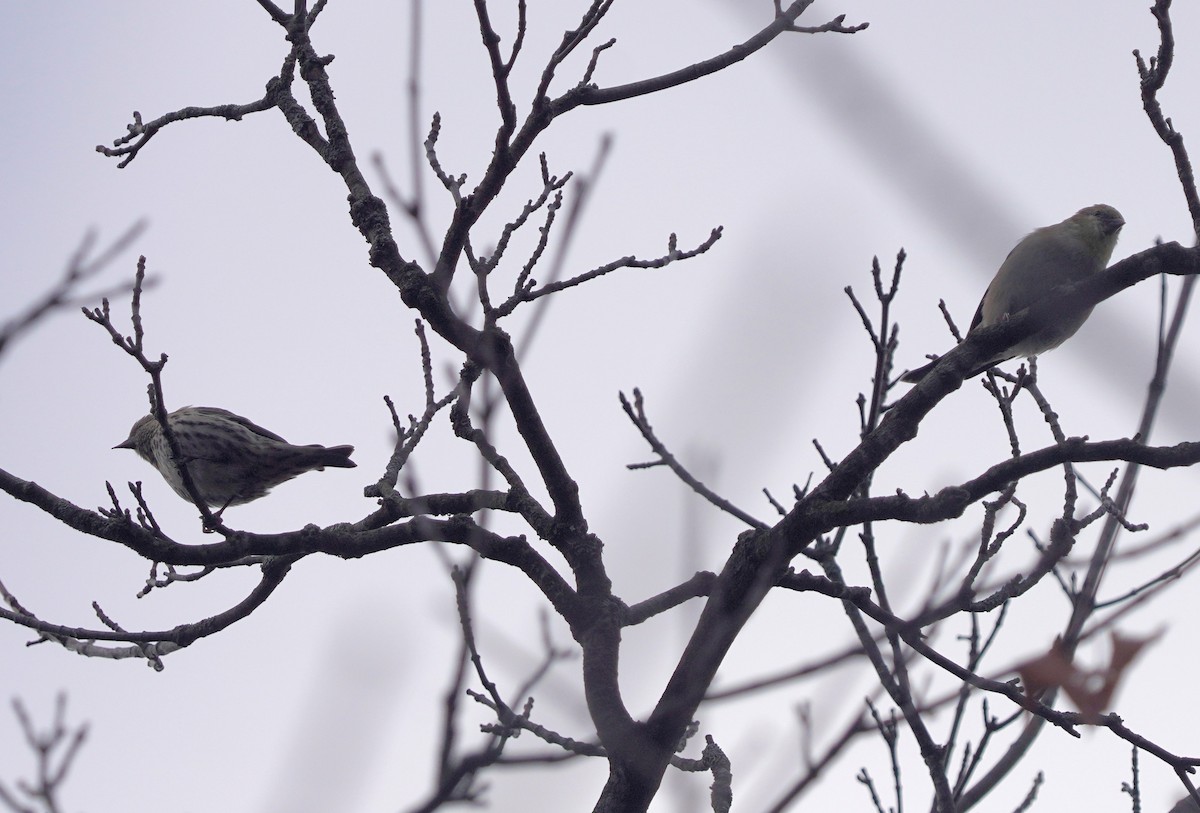 Pine Siskin - ML644034114