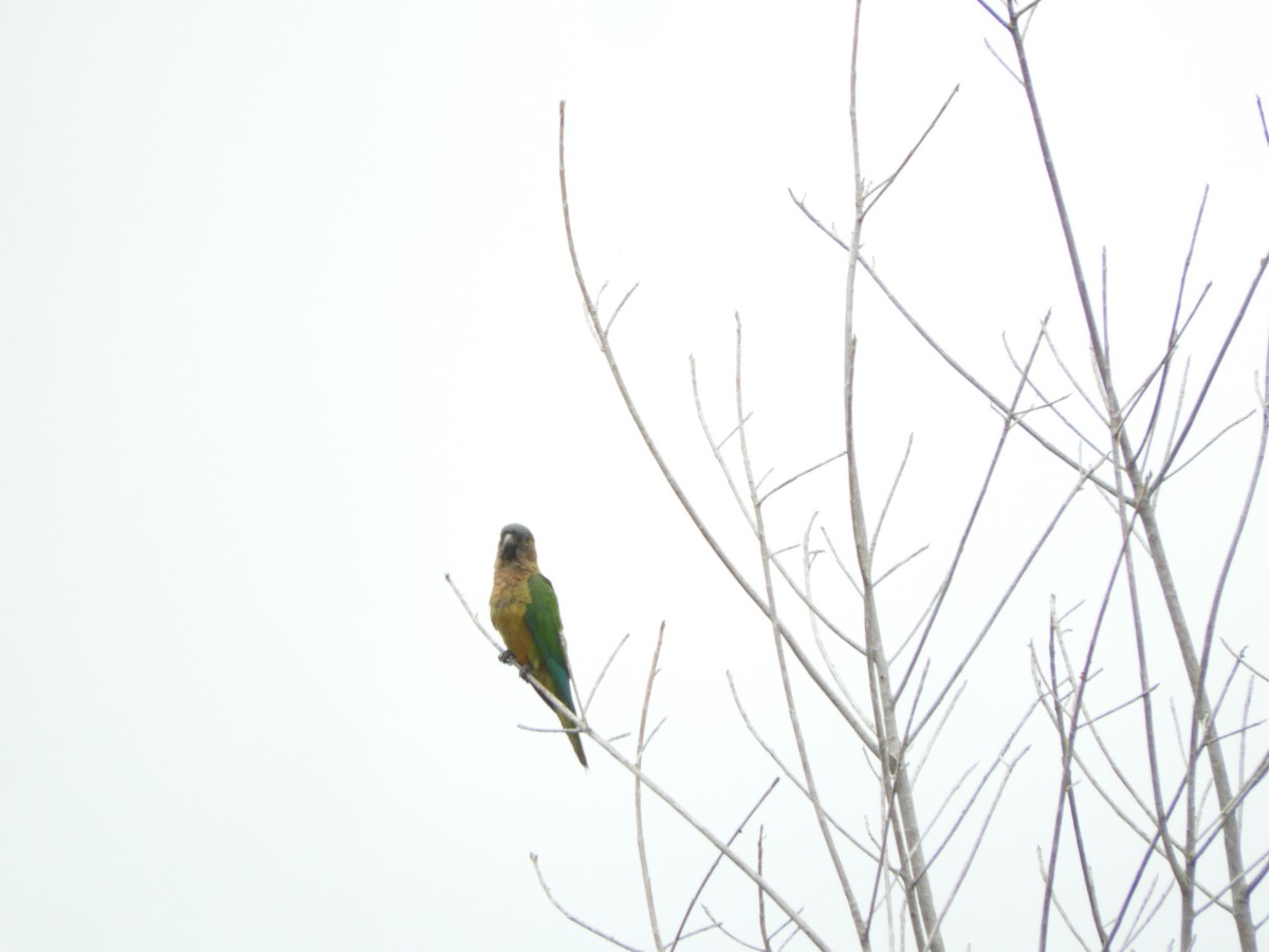 Brown-throated Parakeet - ML644034117