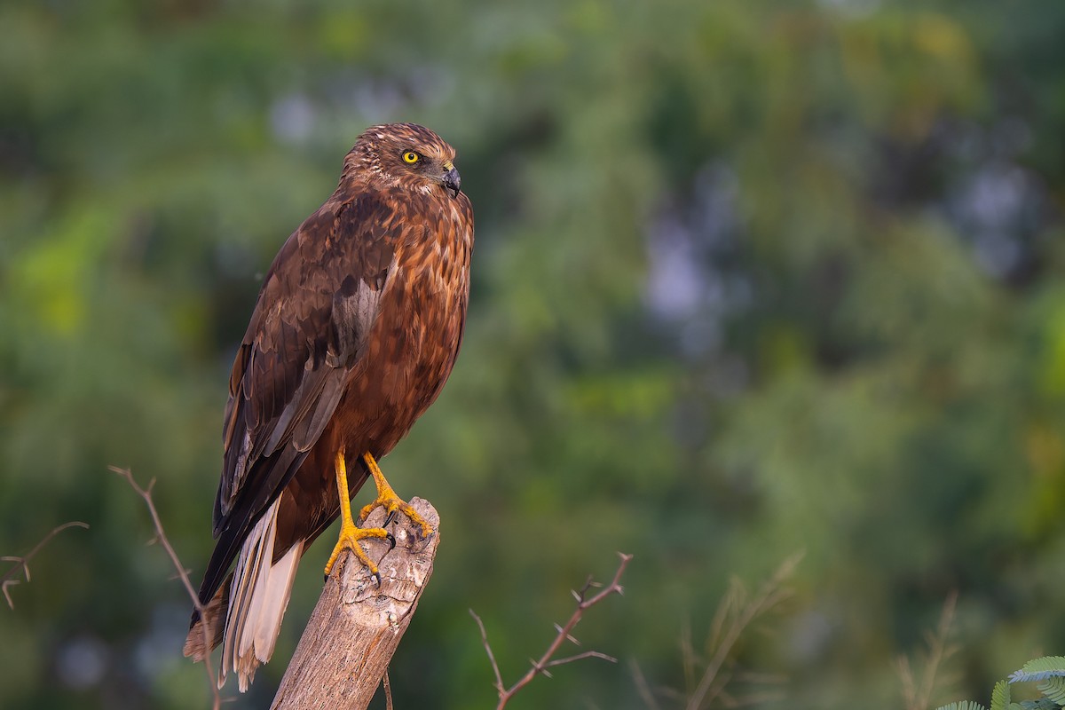 Western Marsh Harrier - ML644034120