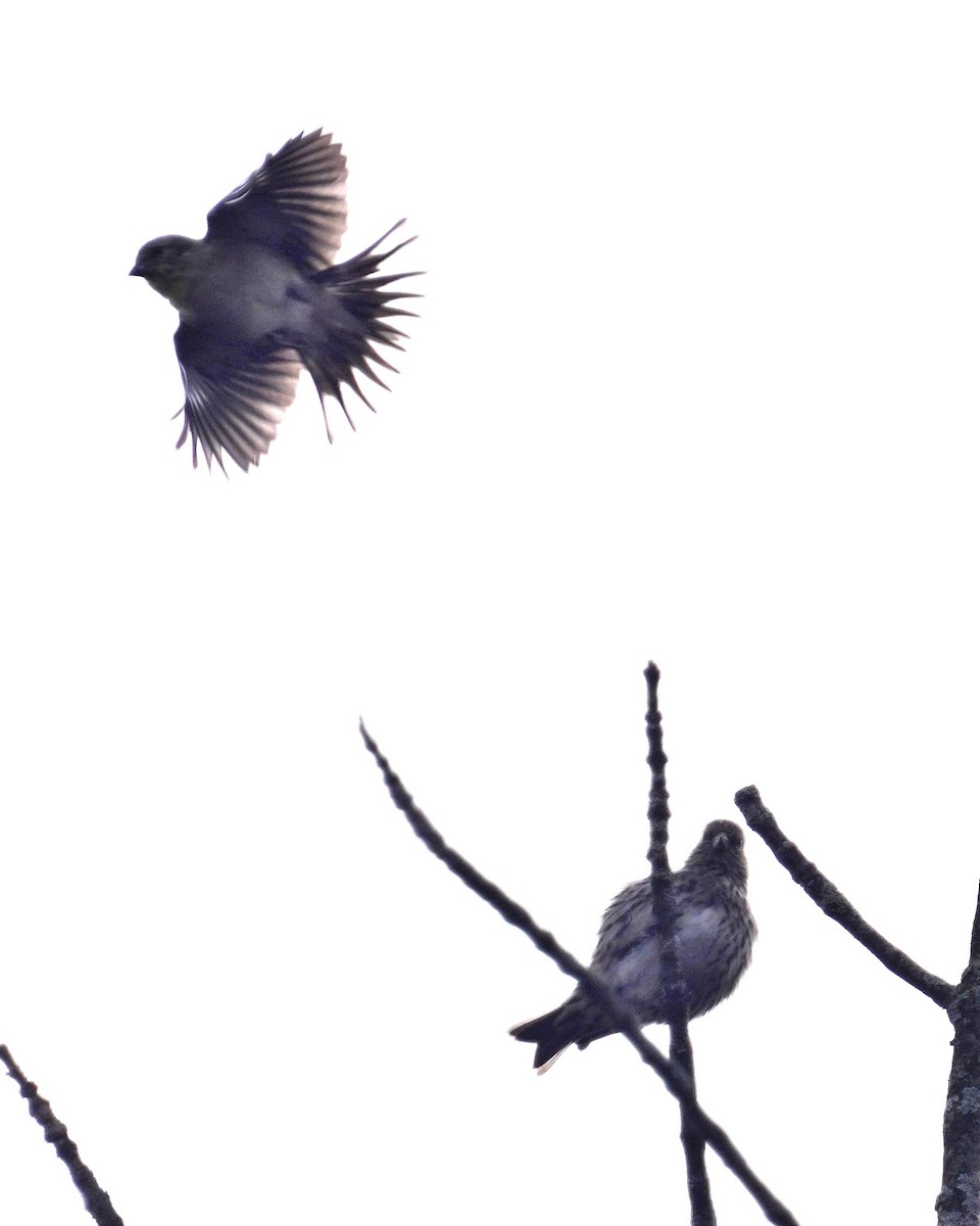 Pine Siskin - ML644034122