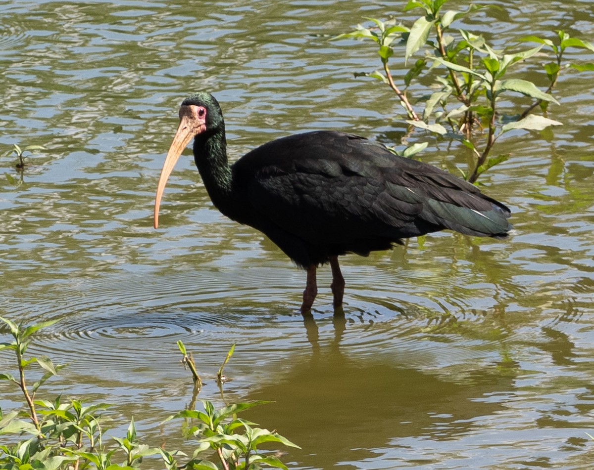Bare-faced Ibis - ML644034125