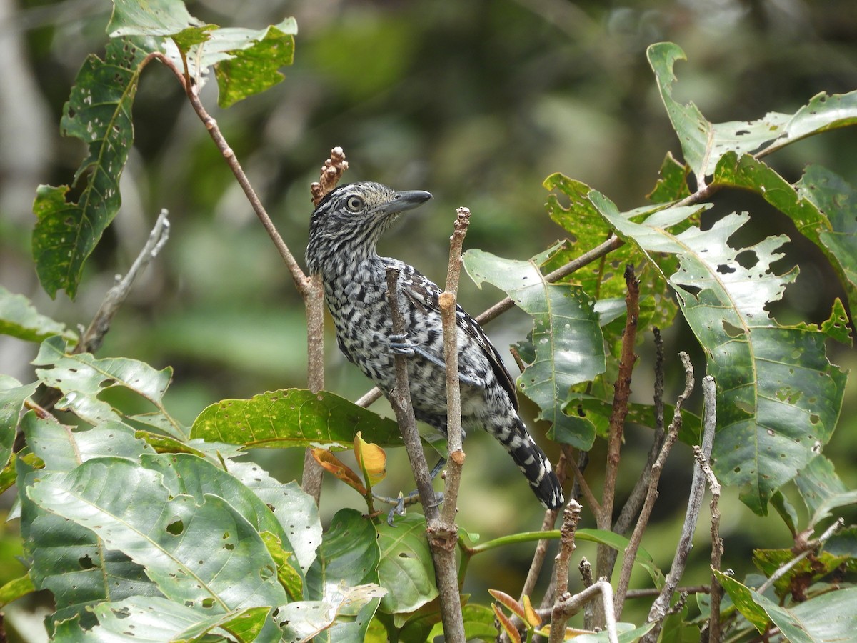 Barred Antshrike - ML644034133