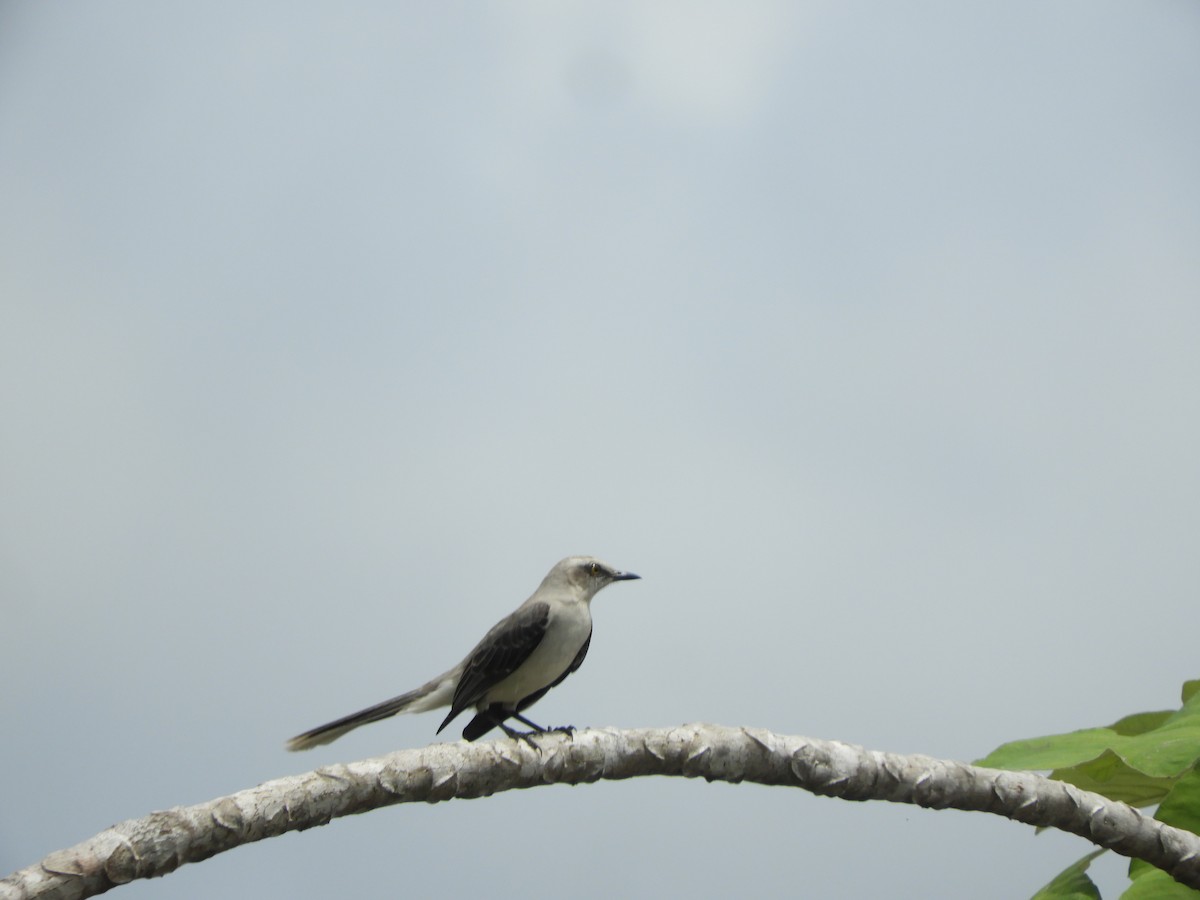 Tropical Mockingbird - ML644034152