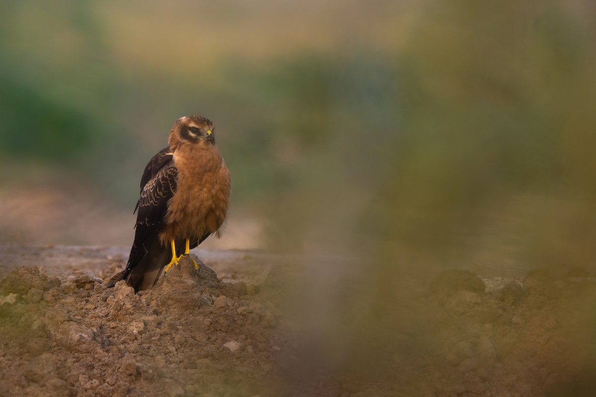 Montagu's Harrier - ML644034153