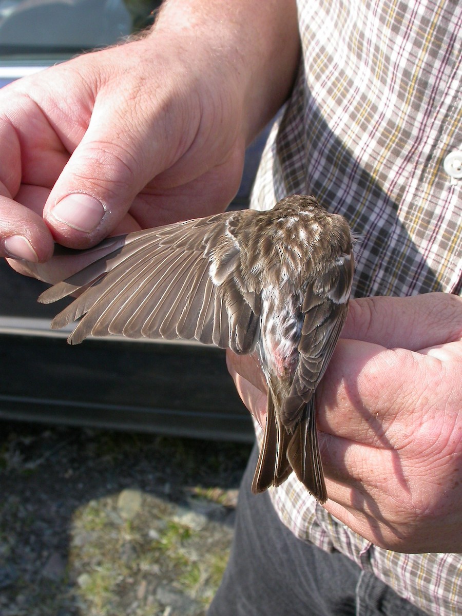 Redpoll (exilipes) - ML644034157