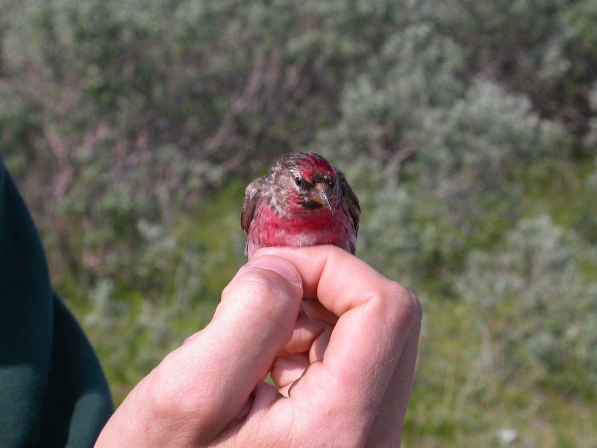 Redpoll (exilipes) - ML644034158