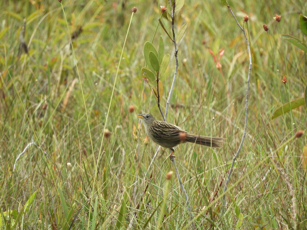Wedge-tailed Grass-Finch - ML644034162