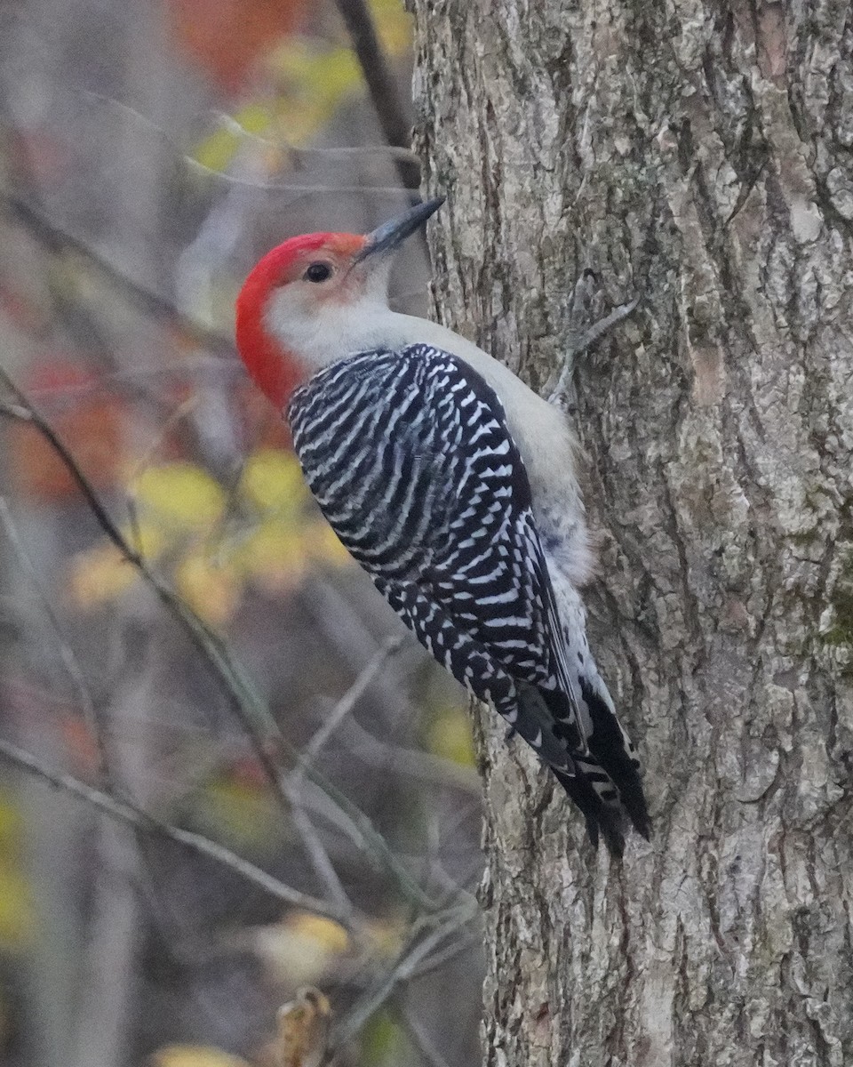 Red-bellied Woodpecker - ML644034163
