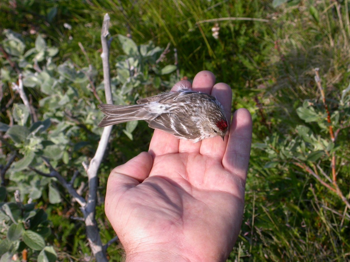 Redpoll (exilipes) - ML644034165