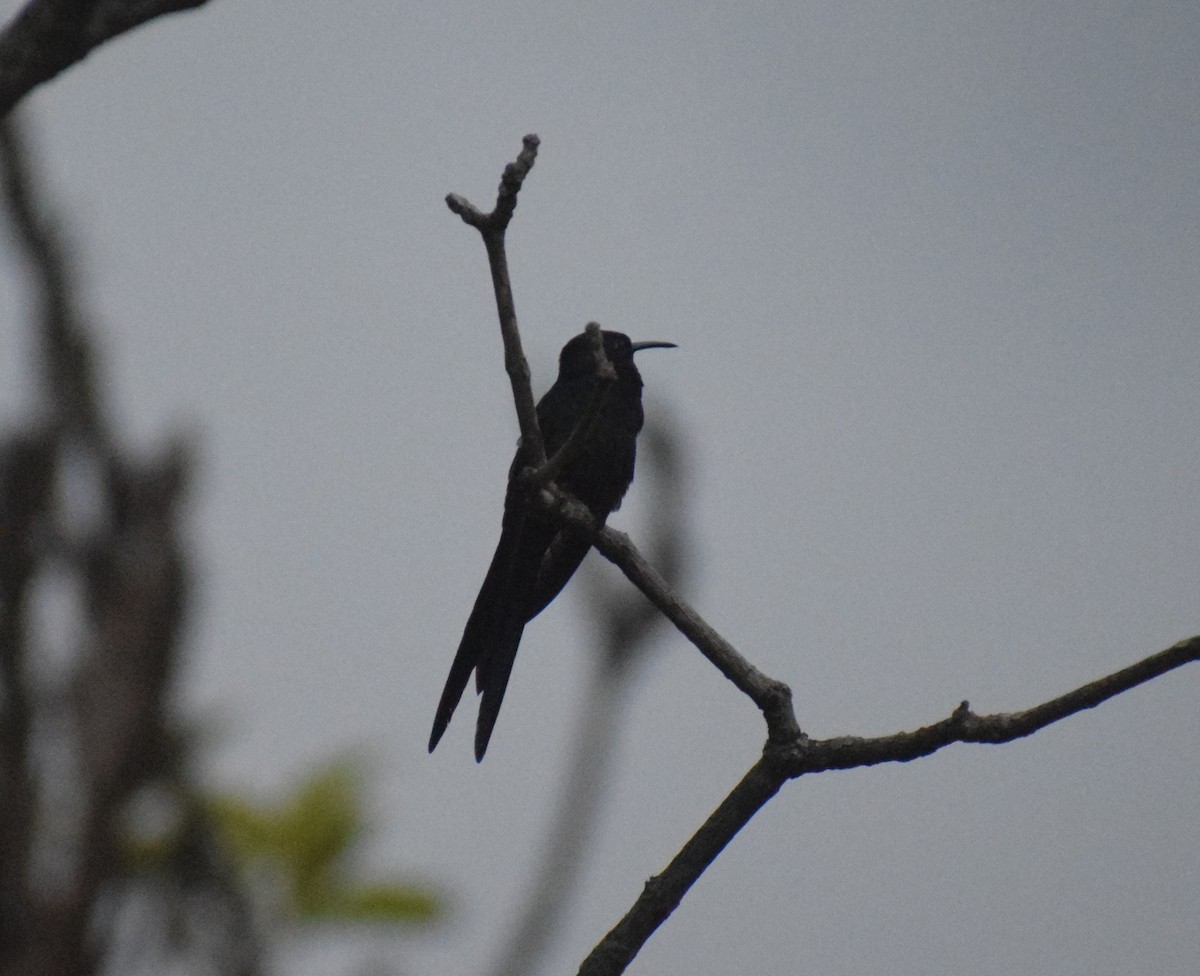 Swallow-tailed Hummingbird - ML644034175