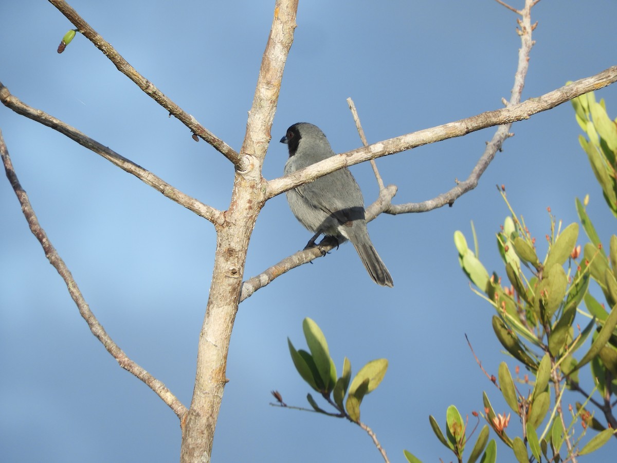 Чернолицая танагра - ML644034176