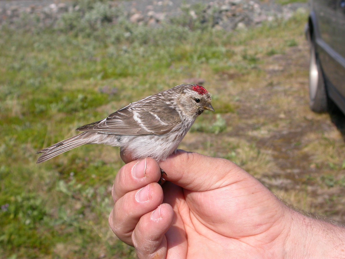 Redpoll (exilipes) - ML644034177