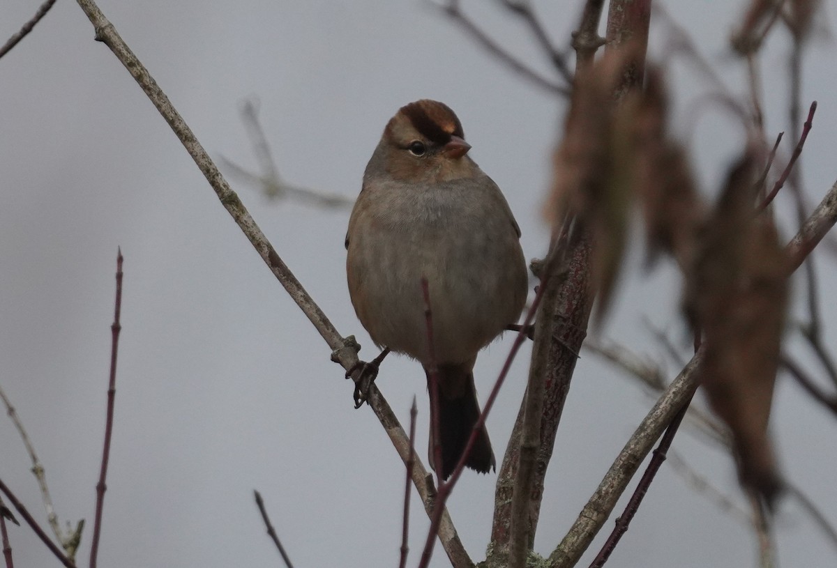 White-crowned Sparrow - ML644034189